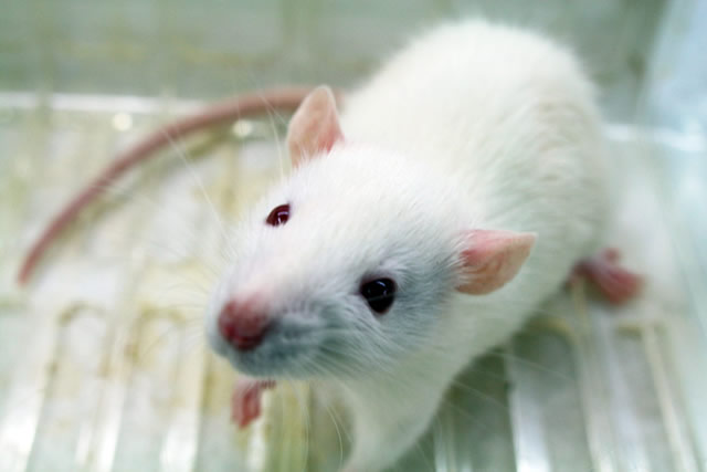 臨床前動物試驗