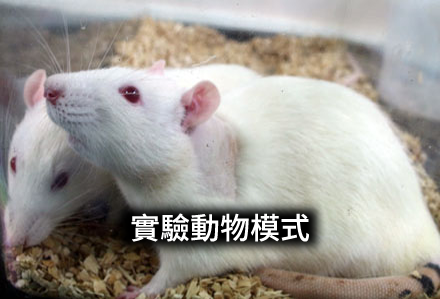實驗動物模式服務