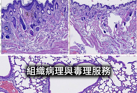 組織病理與毒理服務